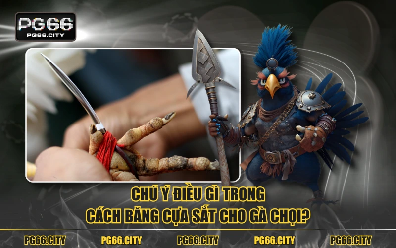 Chú ý điều gì trong cách băng cựa sắt cho gà chọi?